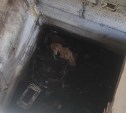 В глубокой яме заброшенного здания в Корсакове нашли истощенную собаку