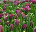 К 8 марта на Сахалине вырастили 400 тысяч тюльпанов