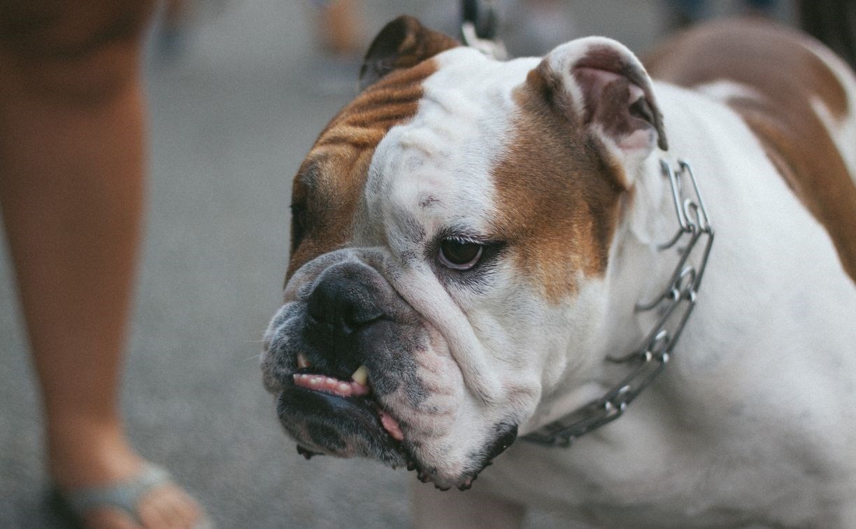 Владельцам собак опасных пород грозит обязанность получать лицензию