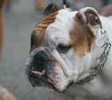 Владельцам собак опасных пород грозит обязанность получать лицензию