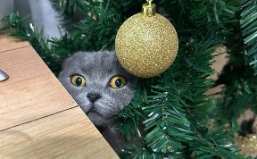 Общество