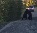 Медведи устроили драку посреди дороги на Курилах