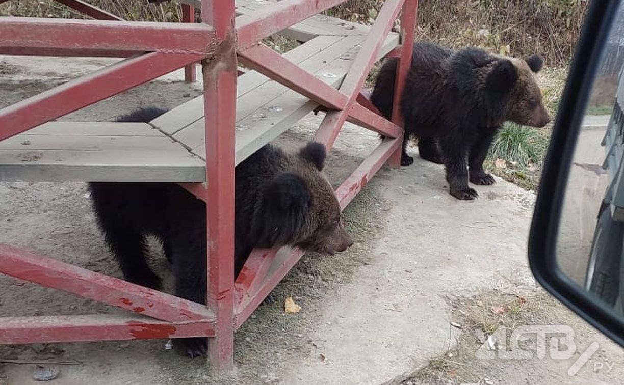 Судьба оставшихся без мамы медвежат - в руках людей: лесничие обратились к сахалинцам