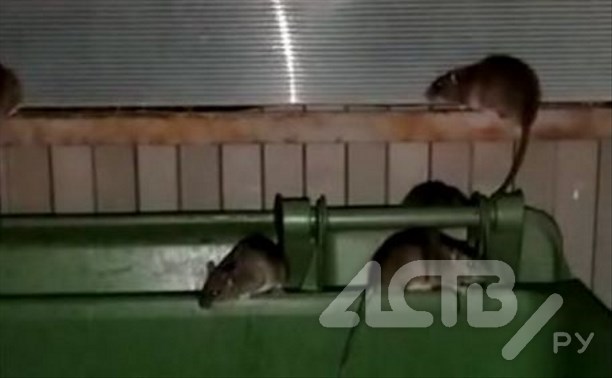 Здоровые как кошки крысы оккупировали мусорку у дома в Холмске
