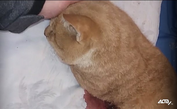 Кота разорвало в трансформаторной будке в Горнозаводске