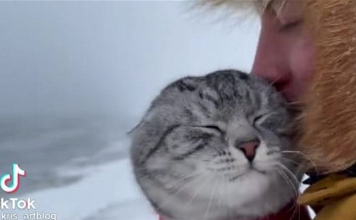 Сахалинский снежный котик набрал 300 тысяч просмотров в TikTok