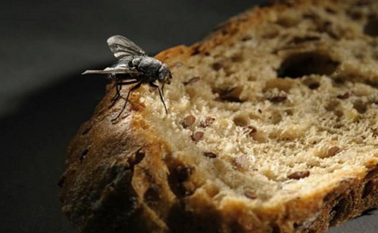 В России научились печь хлеб из мух