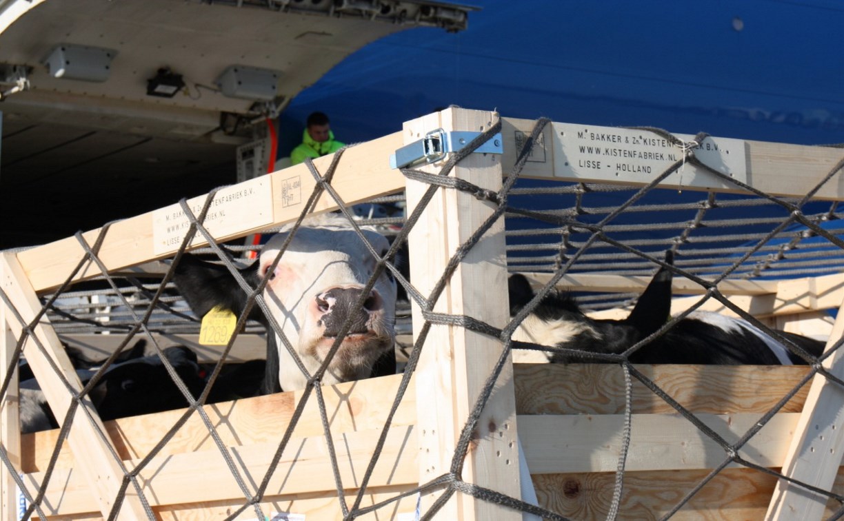 Аэропорт Южно-Сахалинска принял полный «боинг» коров