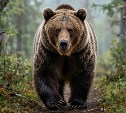 На Камчатке разрешили отстрел 23 медведей из-за угрозы людям