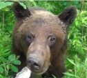 Медведь, побирающийся на сахалинской дороге, ест с рук (+дополнение)