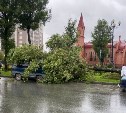 Дерево свалилось на микроавтобус напротив католической церкви в Южно-Сахалинске