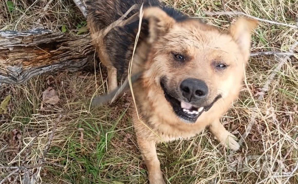 Бесшабашный пёс на Сахалине ради забавы прыгнул с обрыва в реку