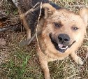 Бесшабашный пёс на Сахалине ради забавы прыгнул с обрыва в реку