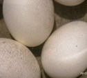 На яйцах жителей Углегорска оседает песок