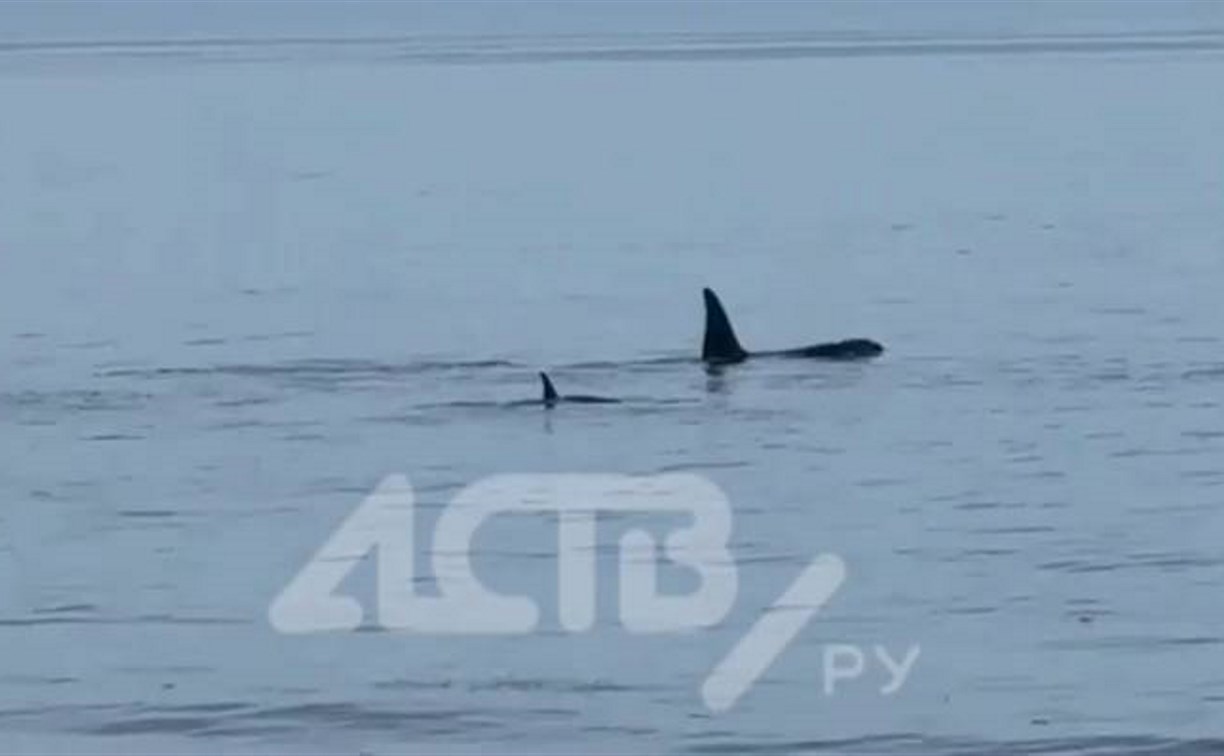 Сахалинцы стали свидетелями охоты косаток на нерп прямо у берега