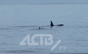 Общество