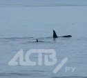 Сахалинцы стали свидетелями охоты косаток на нерп прямо у берега