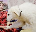 Амурский губернатор помог Олегу Кожемяко передать щенят из Инстаграма