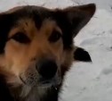 Сахалинские зоозащитники нашли уютный дом для Балбеса с приступами эпилепсии