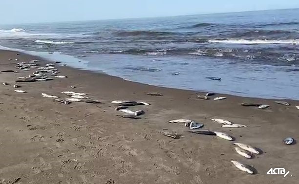 Восточный берег Сахалина засыпало рыбой