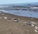 Восточный берег Сахалина засыпало рыбой