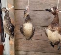 "Убили Вилли": в разгар осенней охоты сахалинцы заполнили соцсети мёртвой дичью