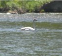 Пару белых лебедей  на реке Сусуе пытались "спасти" жители Южно-Сахалинска