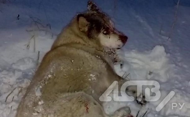 Хаски на Сахалине попала под поезд и выжила