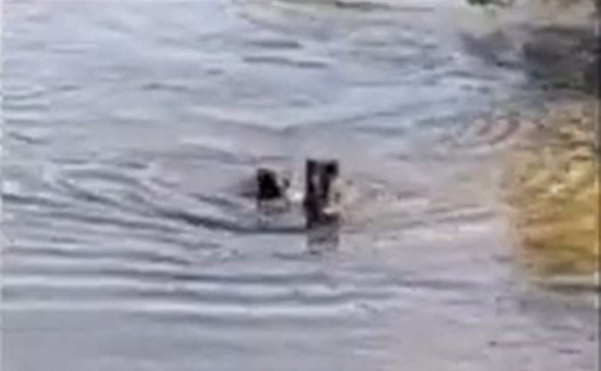 Сахалинцы наблюдали за купанием двух игривых медвежат в Анивском районе