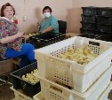 В дни метели в инкубаторе птицефабрики "Островная" появились на свет 29 тысяч цыплят