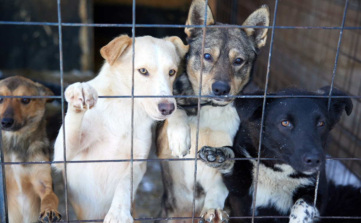 Проект нового сахалинского приюта для безнадзорных животных на 1500 мест проходит экспертизу