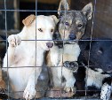Проект нового сахалинского приюта для безнадзорных животных на 1500 мест проходит экспертизу