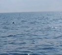 Охоту стаи тунцов наблюдали сахалинцы в Татарском проливе