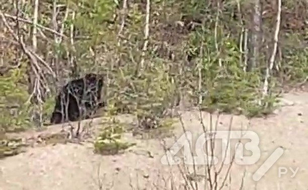 На Сахалине отстрелили медведя, который утащил собаку в лес