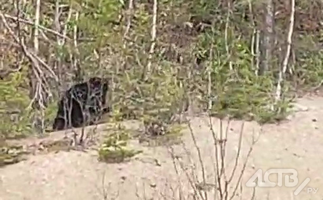 На Сахалине отстрелили медведя, который утащил собаку в лес