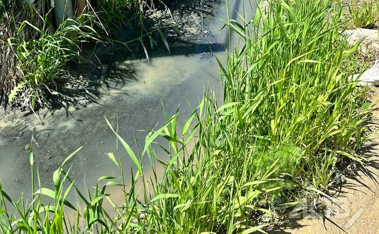 "Деревья по метр в воде": сточные воды заливают дальневосточный гектар в Троицком