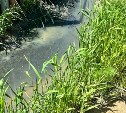 "Деревья по метр в воде": сточные воды заливают дальневосточный гектар в Троицком