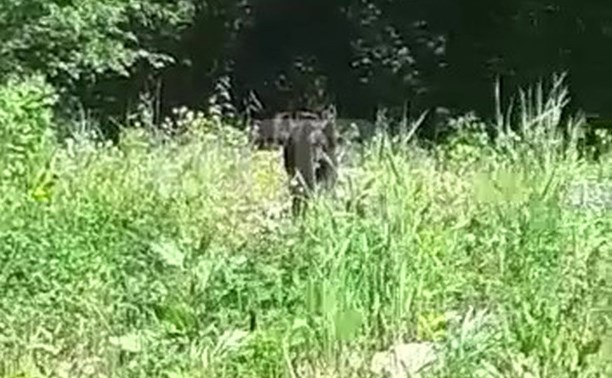 "Испугал четырёх девочек": гуляющий около детского лагеря на Сахалине медведь попал на видео