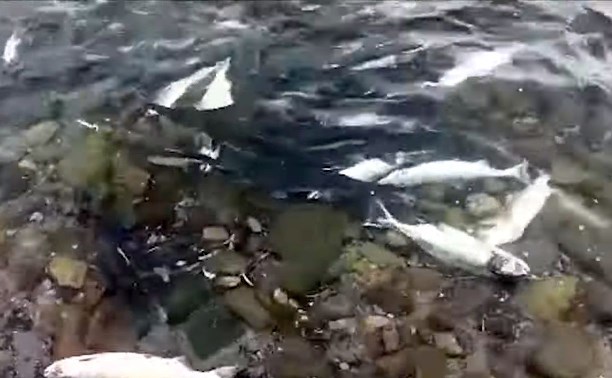 На севере Камчатки рыба гибнет в реке: огромные подходы, рыбаки не справляются