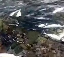 На севере Камчатки рыба гибнет в реке: огромные подходы, рыбаки не справляются
