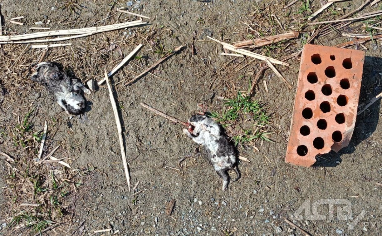 "Жестокость переходит все границы": сахалинка нашла новорождённых котят, насмерть забитых кирпичом