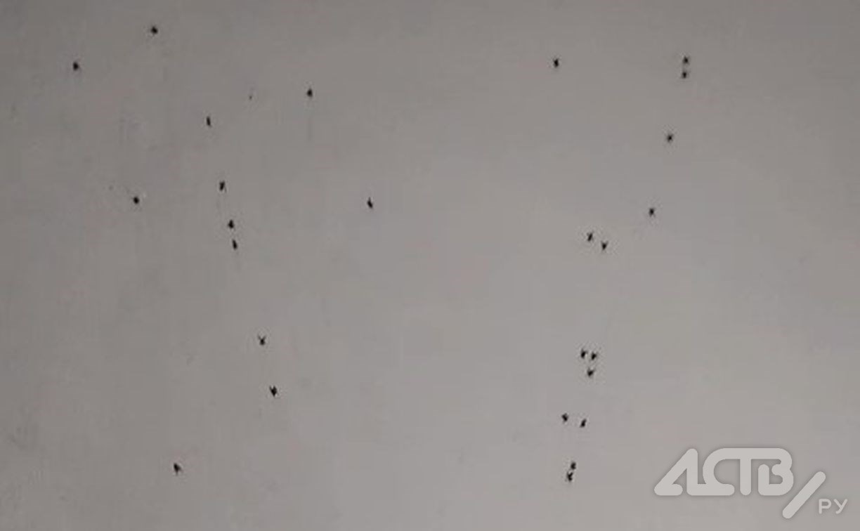 "Жуткое зрелище": полчища пауков захватили дом в сахалинском селе