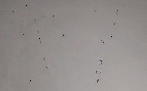 Общество