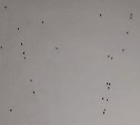 "Жуткое зрелище": полчища пауков захватили дом в сахалинском селе