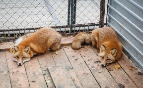 Сахалинский зоопарк переходит на осенний режим работы