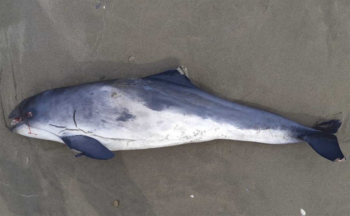 Очередное мертвое животное обнаружили сахалинцы на берегу Охотского моря