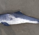 Очередное мертвое животное обнаружили сахалинцы на берегу Охотского моря