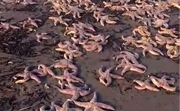Сотни морских звезд выбросило на берег в Стародубском 