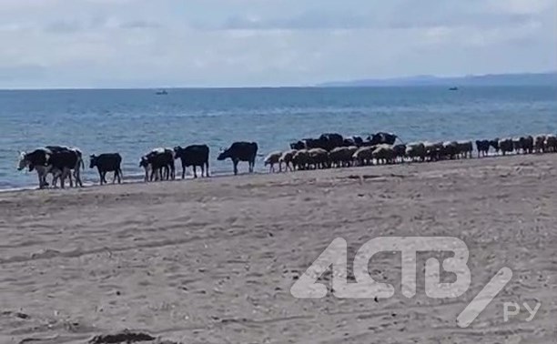 В Таранае коровы на море пришли и овец привели