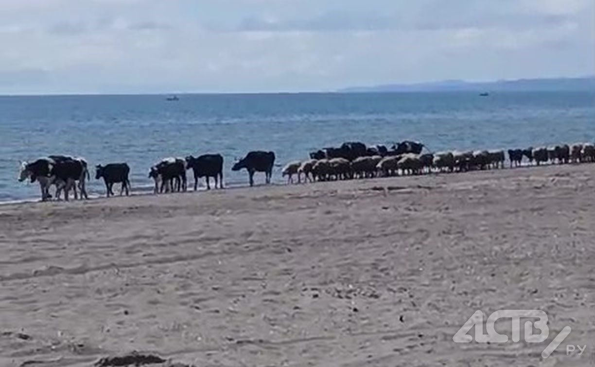 В Таранае коровы на море пришли и овец привели